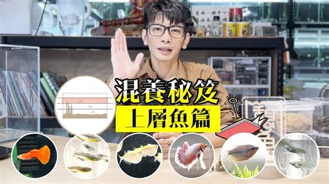 家裡可以養魚嗎|新手必看：5種易養魚種